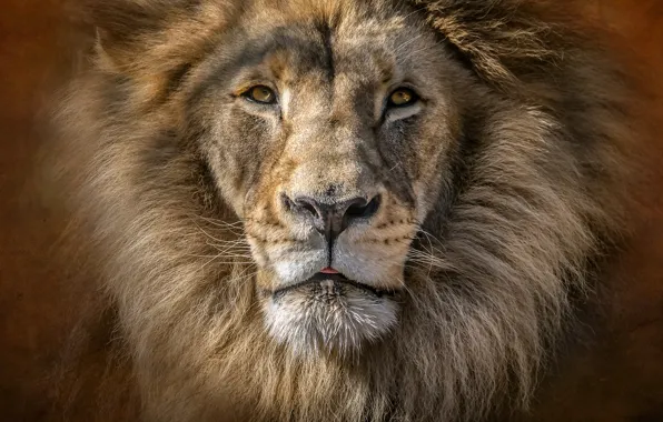 Portrait, predator, Leo, king, mane