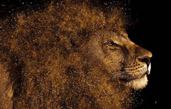 Face, Leo, art, mane, beast, black background