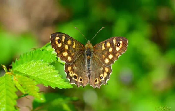 Picture Macro, Spring, Butterfly, Macro, Butterfly