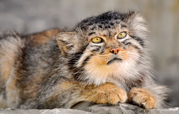 Picture eyes, wool, fur, colors, manul