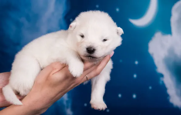 White, night, the moon, sleep, dog, a month, hands, baby