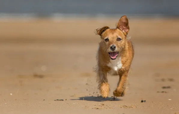 Look, each, dog, running
