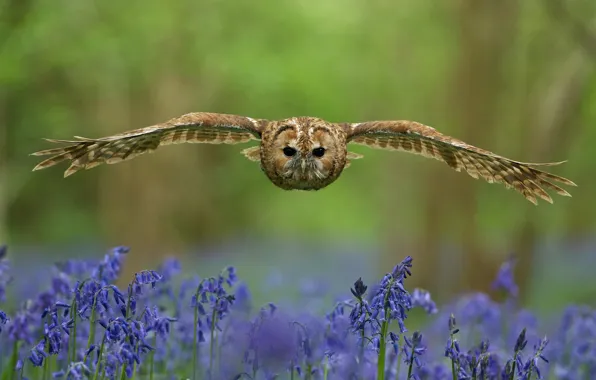 Picture forest, look, flowers, bird, glade, wings, Owl, blur