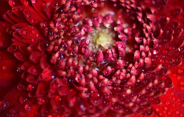 Flower, drops, macro, petals, red, chrysanthemum