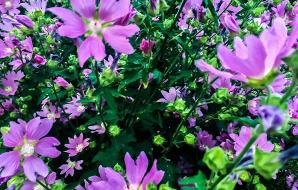 Flowers, Nature, Plant, Flora