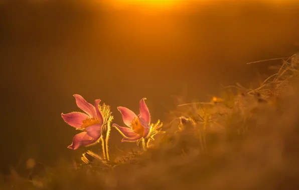 Picture light, flowers, nature