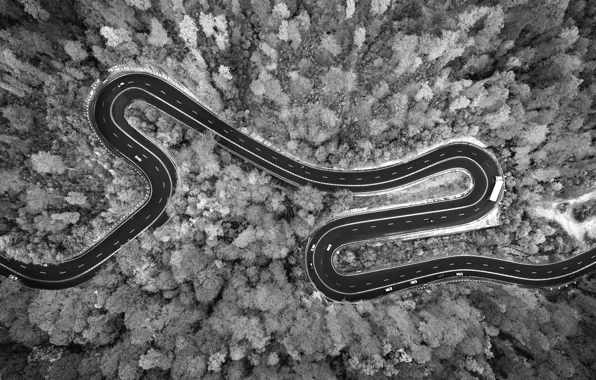 Forest, road, curves, vehicles, pavement