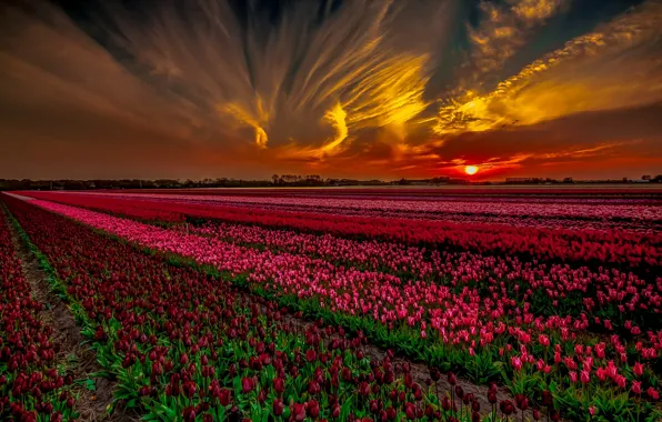 Picture field, sunset, tulips
