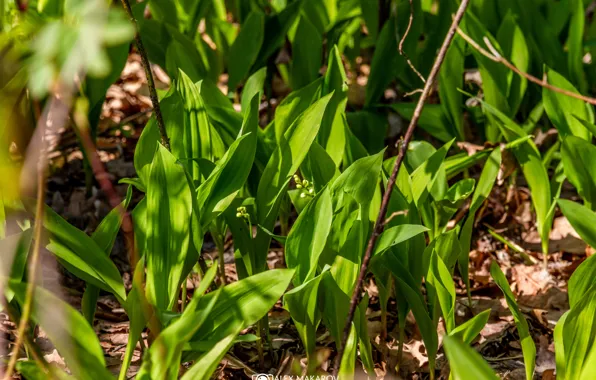 Picture greens, forest, the sun, flowers, heat, spring, lilies of the valley