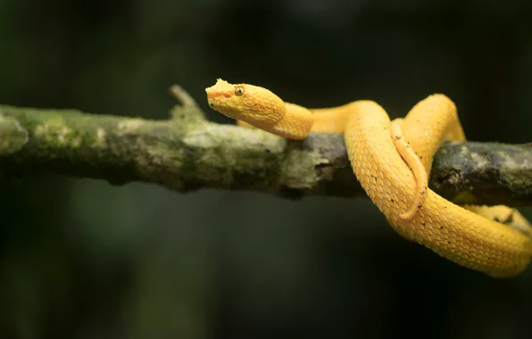 Look, the dark background, snake, branch, yellow, bokeh