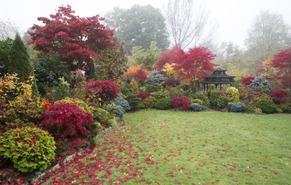 Autumn, grass, leaves, trees, fog, England, garden, gazebo