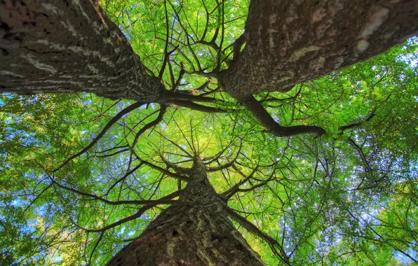 The sky, leaves, trees, trunk, crown