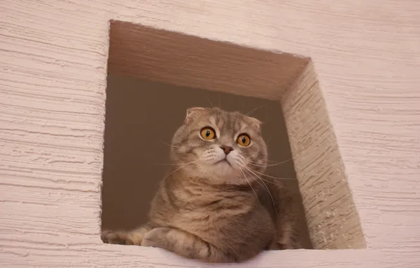 Picture eyes, cat, pink, window, British