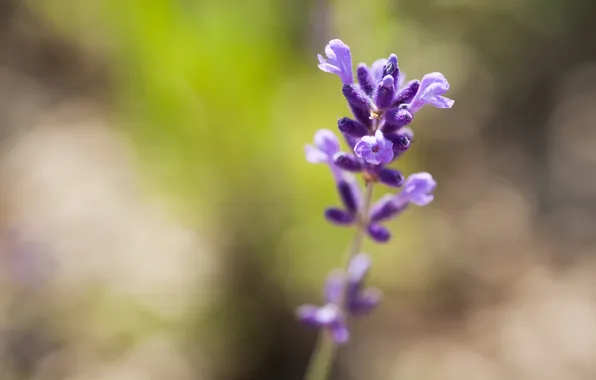 Flower, purple, summer, macro, light, nature, lilac, plant