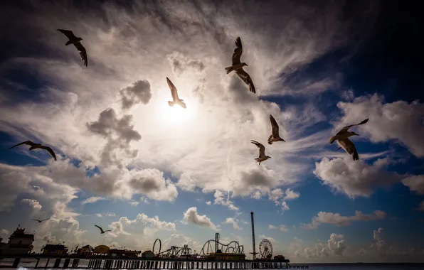 The sky, landscape, clouds, nature, bird, seagulls, pierce, amusement