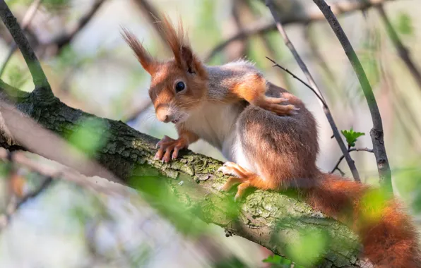 Picture look, light, branches, nature, pose, protein, rodent