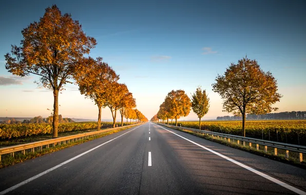 Road, autumn, the sky, trees, markup, field, track, highway