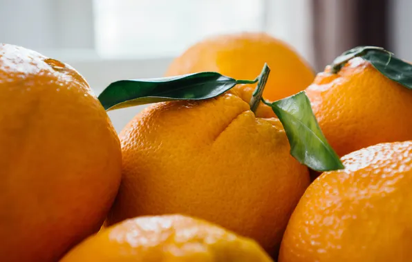 Leaves, macro, close-up, oranges, window, fruit, composition