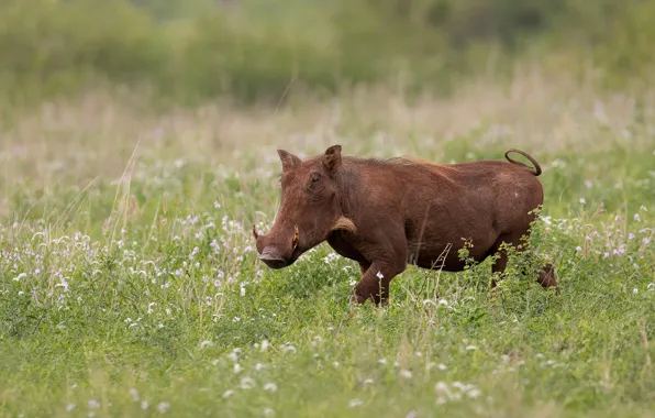 Grass, nature, glade, fangs, walk, boar, lawn, hog