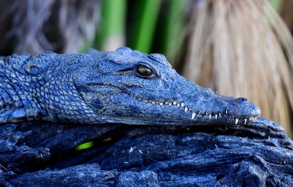 Look, face, blue, crocodile, log, reptile