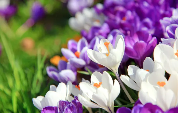 Picture flowers, nature, spring, crocuses, flowering