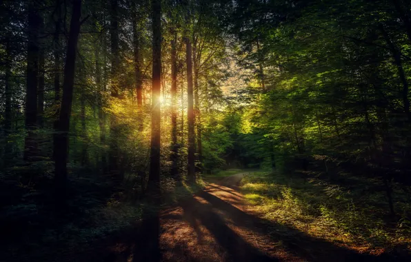 Road, forest, the sun, trees, morning