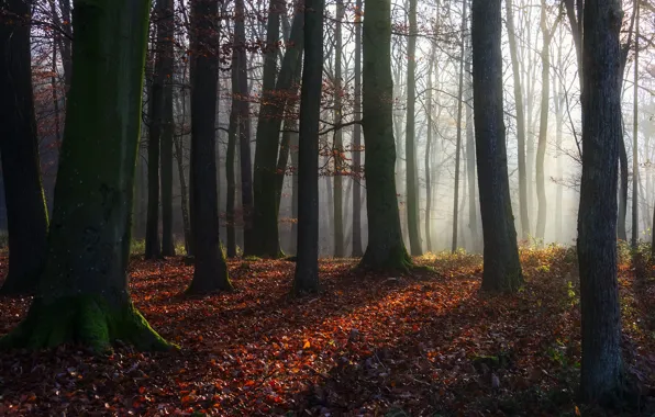 Autumn, forest, rays, light, trees, branches, nature, fog
