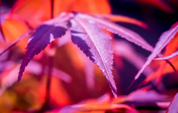 Leaves, macro, nature