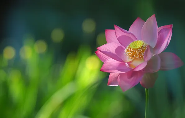 Picture macro, petals, Lotus