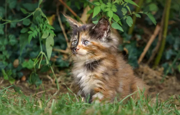 Grass, baby, kitty, Maine Coon