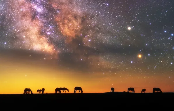Picture the sky, stars, night, the evening, horse, the milky way, silhouettes