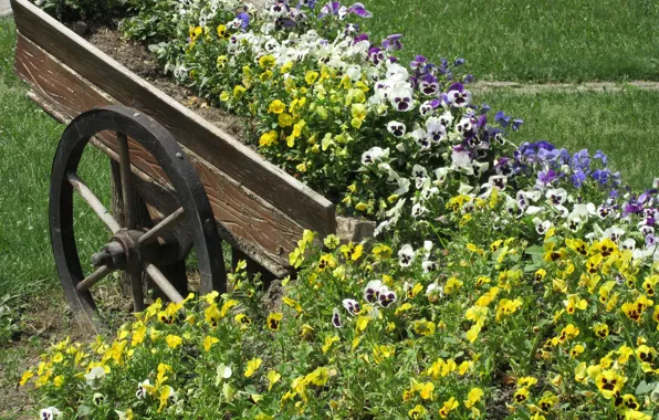 Park, Flowerbed, Pansy, Meduzanol ©, Cart, Summer 2018, Placer