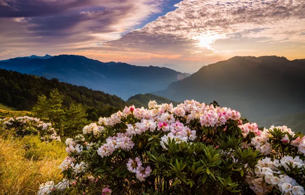 Forest, the sky, the sun, clouds, light, trees, landscape, flowers