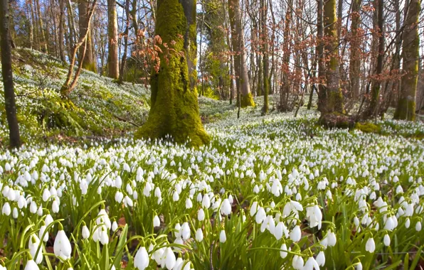 Forest, trees, flowers, branches, nature, spring, snowdrops, white