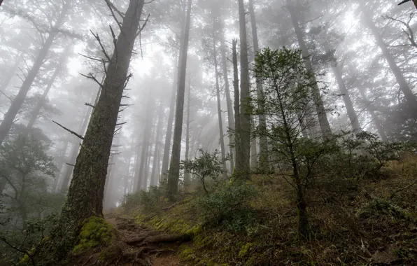 Picture forest, trees, nature, fog, moss