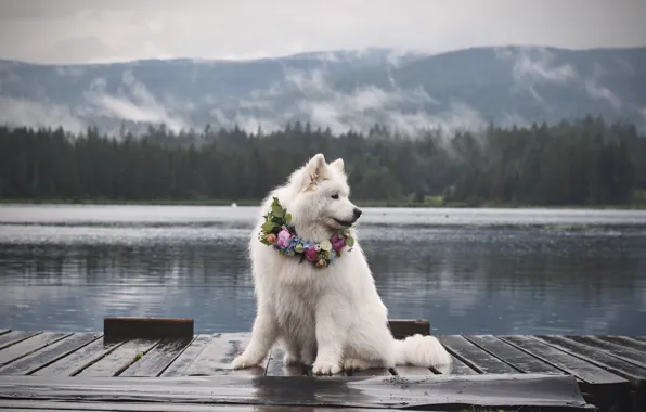 Look, pose, dog, white, face, Samoyed