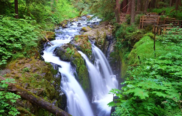 Forest, trees, river, waterfall, stream, USA, Washington, Olympic National Park
