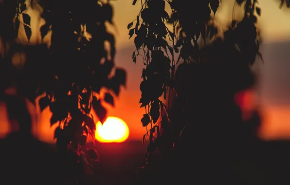 Picture the sun, landscape, sunset, branches, mood, foliage
