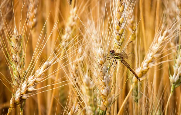 Picture dragonfly, insect, ears