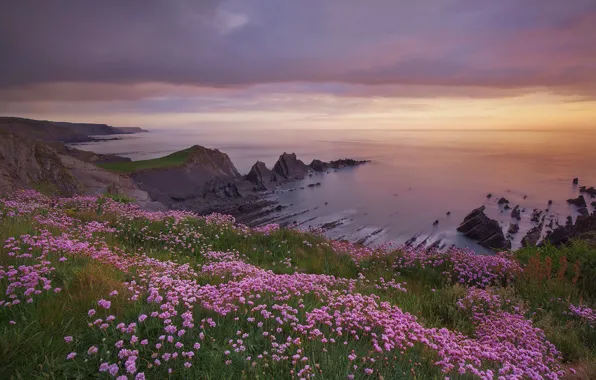 Sea, sunset, flowers, rocks, coast, England, Devon, England