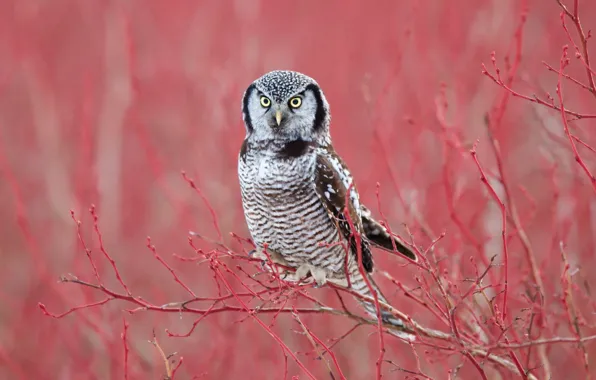 Picture branches, background, owl, bird, Hawk owl