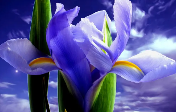 The sky, color, irises
