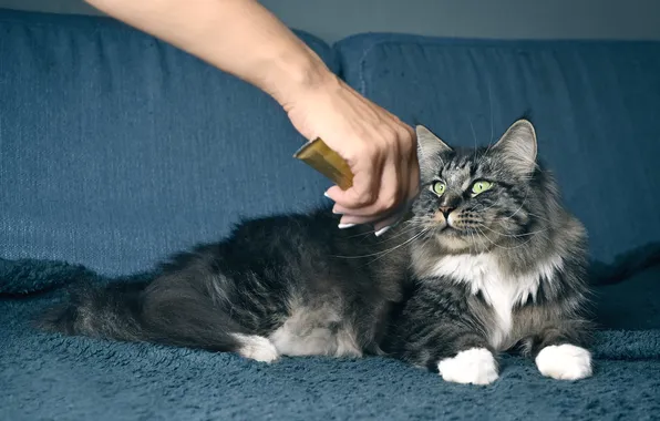 Cat, cat, look, pose, grey, sofa, hand, lies