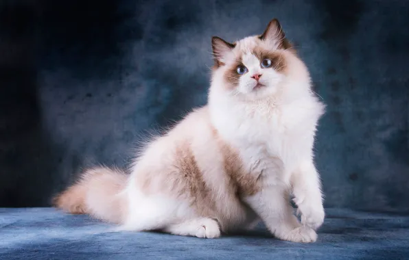 Cat, cat, look, face, pose, paws, white, blue eyes
