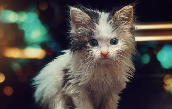Cat, white, look, lights, wet, the dark background, kitty, baby