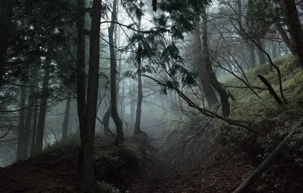 Forest, trees, nature, fog, Japan, Japan, path, Kanagawa Prefecture