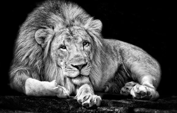 Background, Leo, king