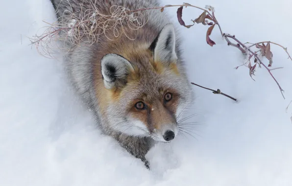 Picture winter, look, face, snow, sprig, portrait, Fox, the snow