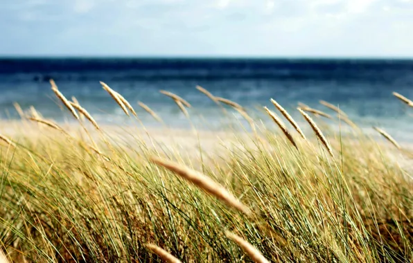 Sea, wheat, field, grass, macro, background, widescreen, Wallpaper