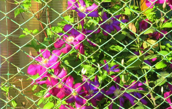 Flowers, mesh, clematis, spring 2018, Meduzanol ©